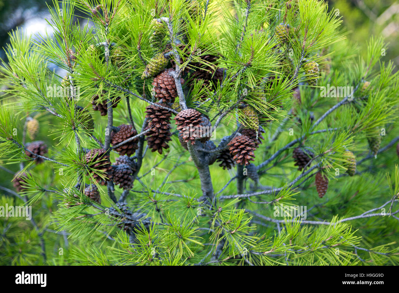 White pine cone hi-res stock photography and images - Alamy