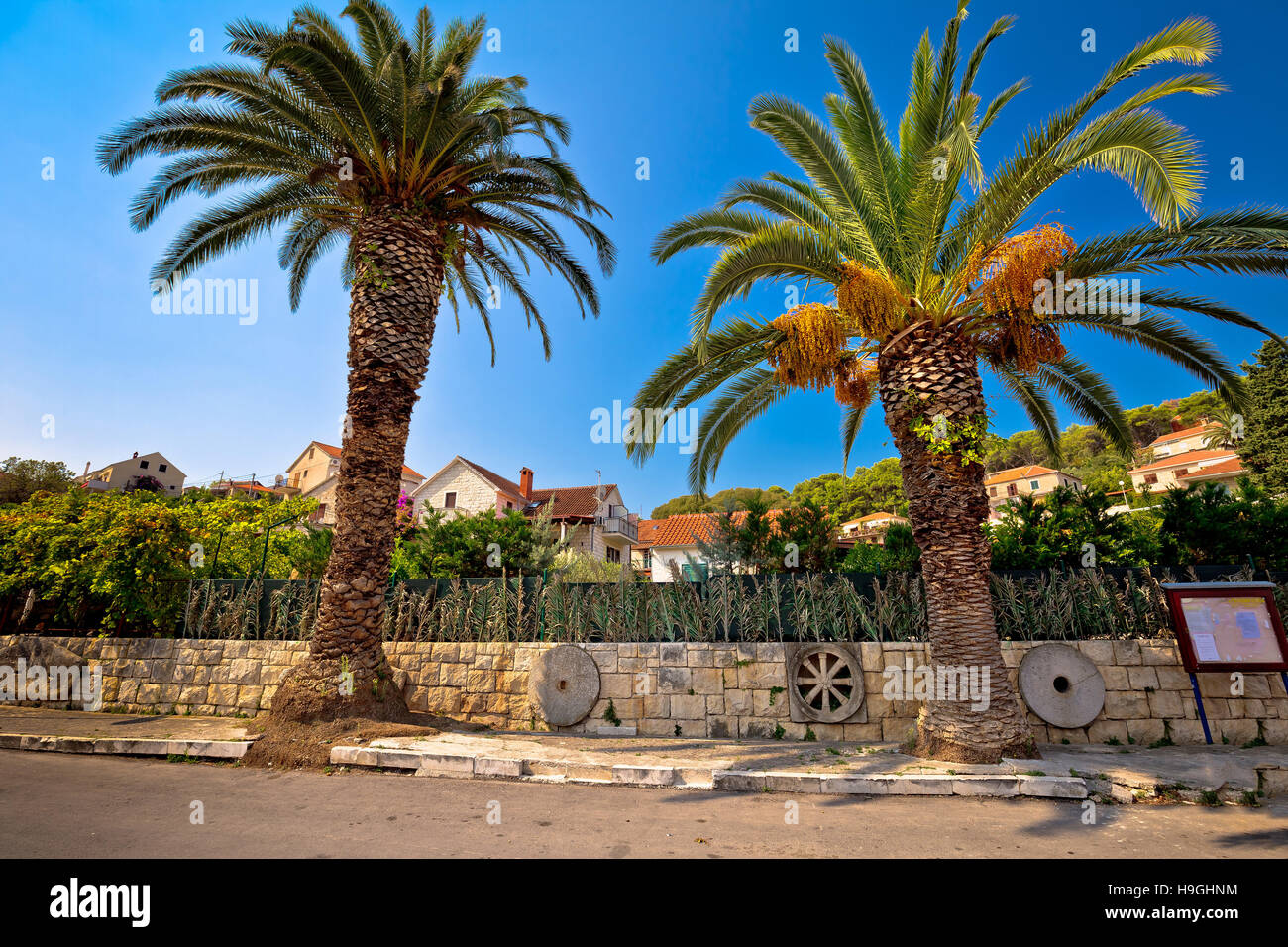 Palms and architecture of Splitska village, Island of Brac, Croatia ...