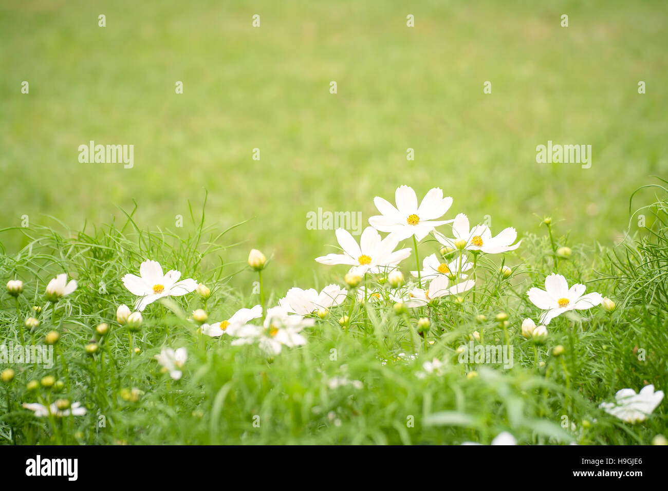 white flower and green grass for background Stock Photo