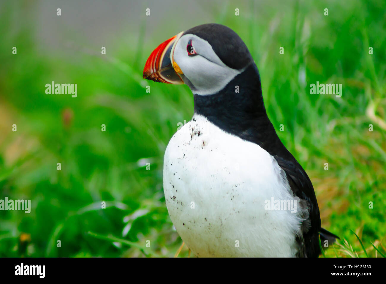 Puffins on a cliff near Bakkagerdi, in the east fjords region, Iceland Stock Photo