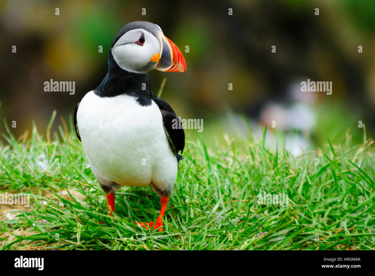 Puffins on a cliff near Bakkagerdi, in the east fjords region, Iceland Stock Photo