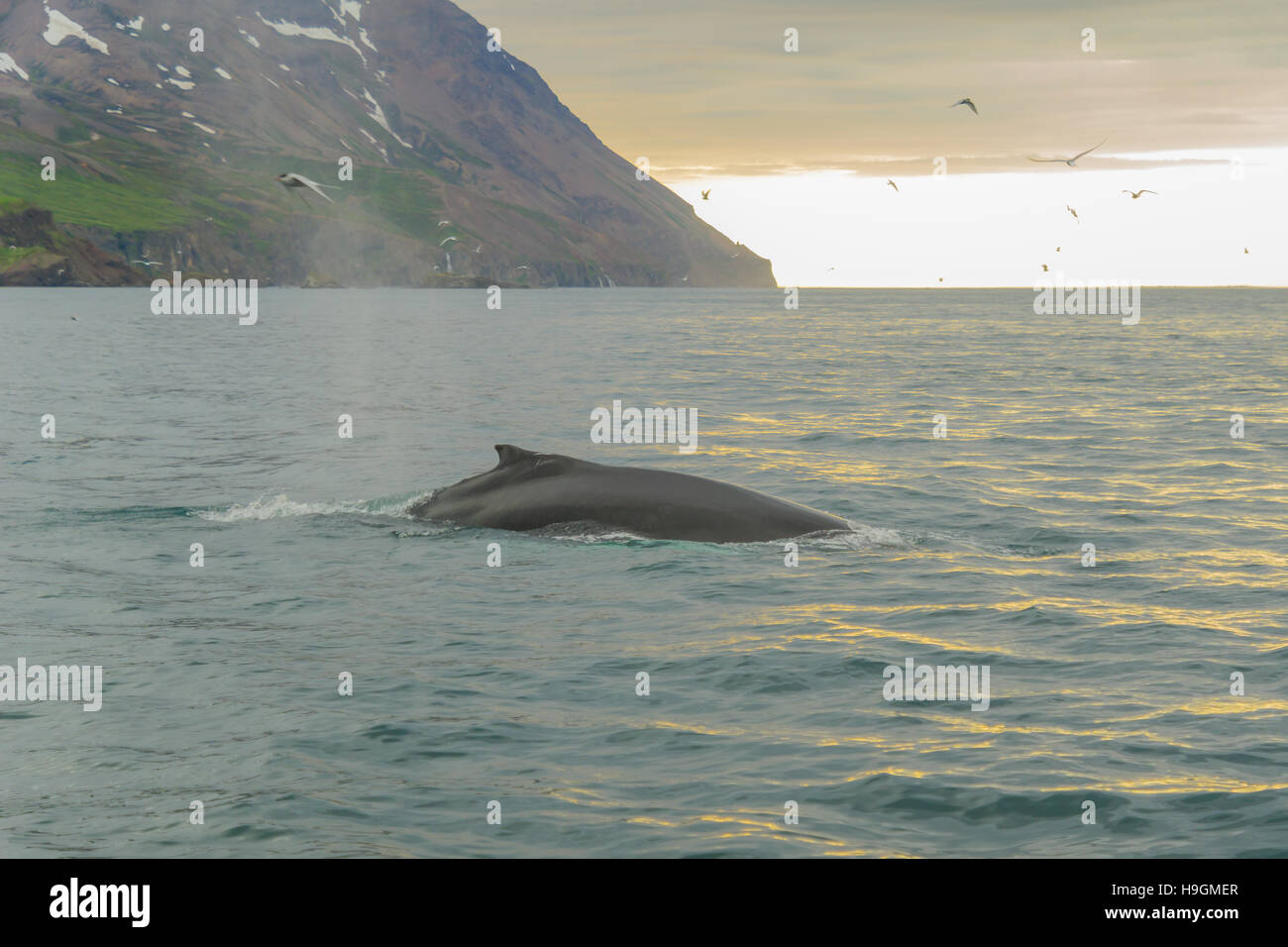 North atlantic humpback whale hi-res stock photography and images - Alamy
