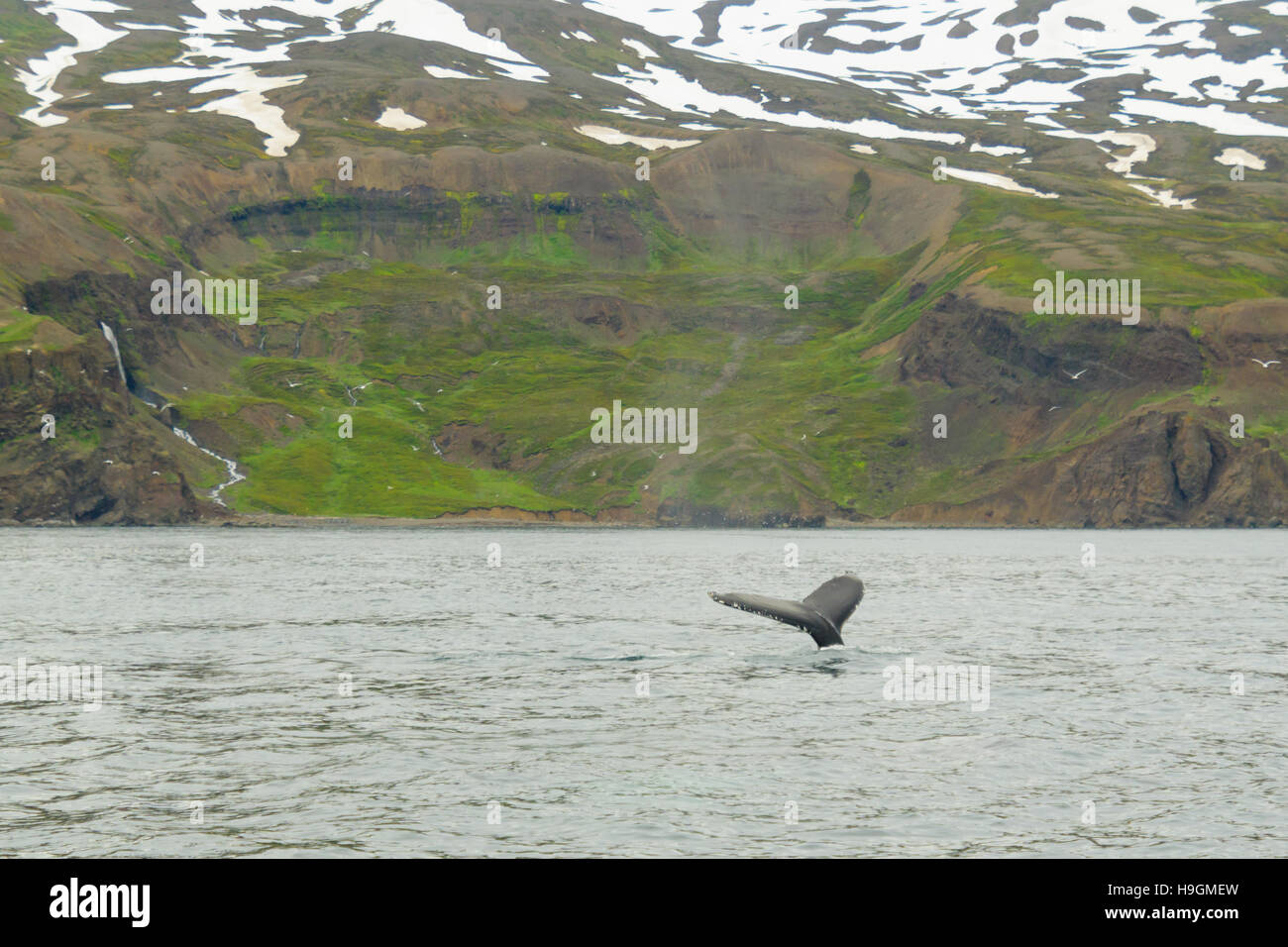 A tail of a whale, near Husavik, northeast Iceland Stock Photo - Alamy