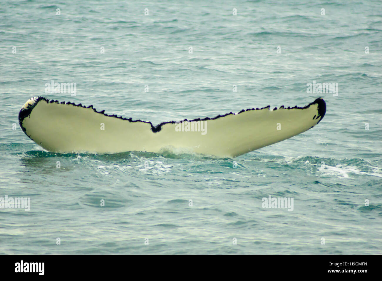 A tail of a whale, near Husavik, northeast Iceland Stock Photo - Alamy