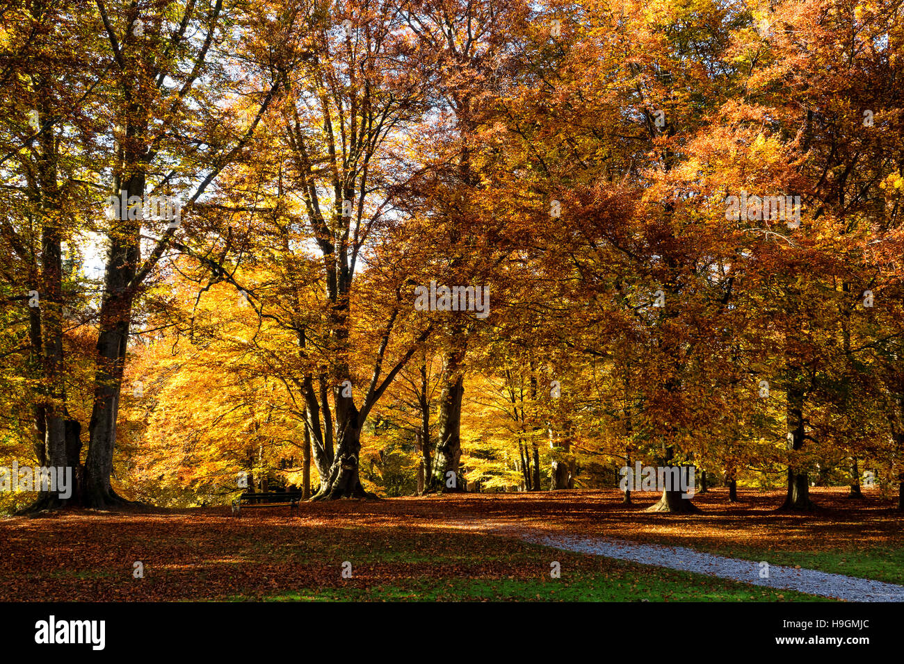 autumn season scenic in a park Stock Photo