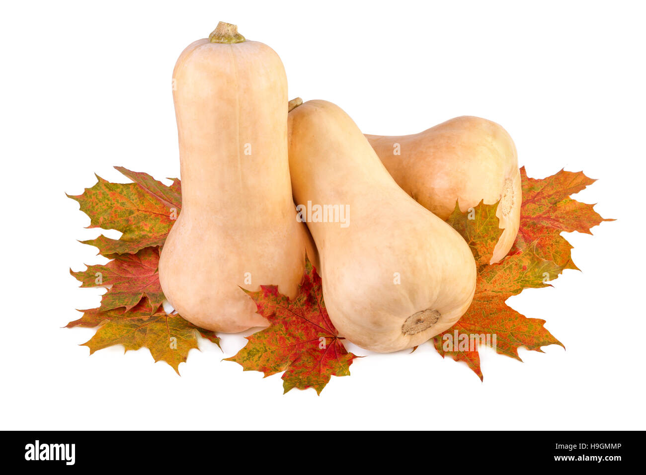 Butternut pumpkin with fall leaves on white Stock Photo