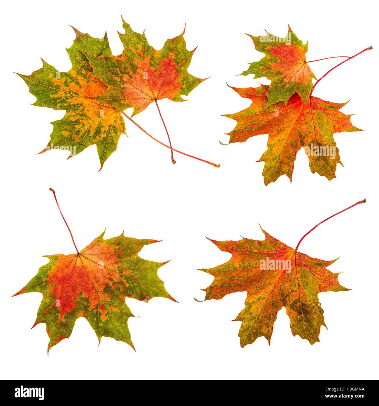 Autumn leaves set collection. Maple leaves isolated on white background. Stock Photo