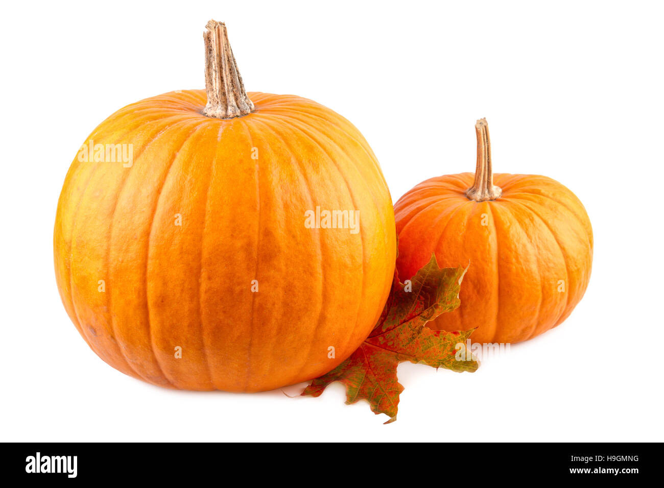 Squash with fall leaves on white. Orange pumpkins isolated on white background Stock Photo