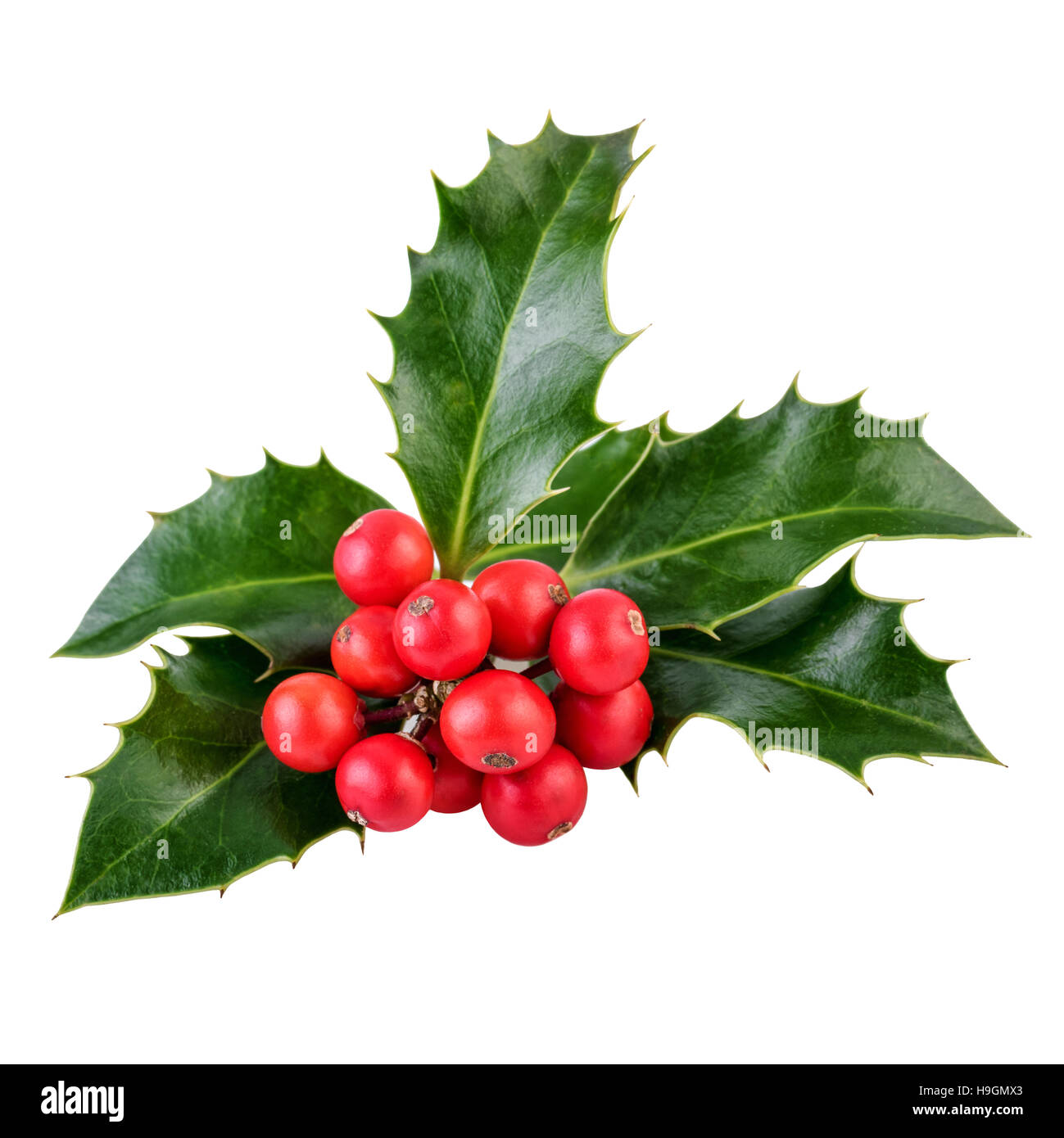 Holly 2024 and berries