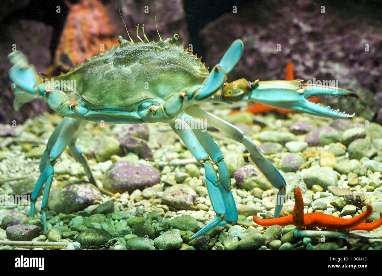 Crab under the sea hires stock photography and images Alamy