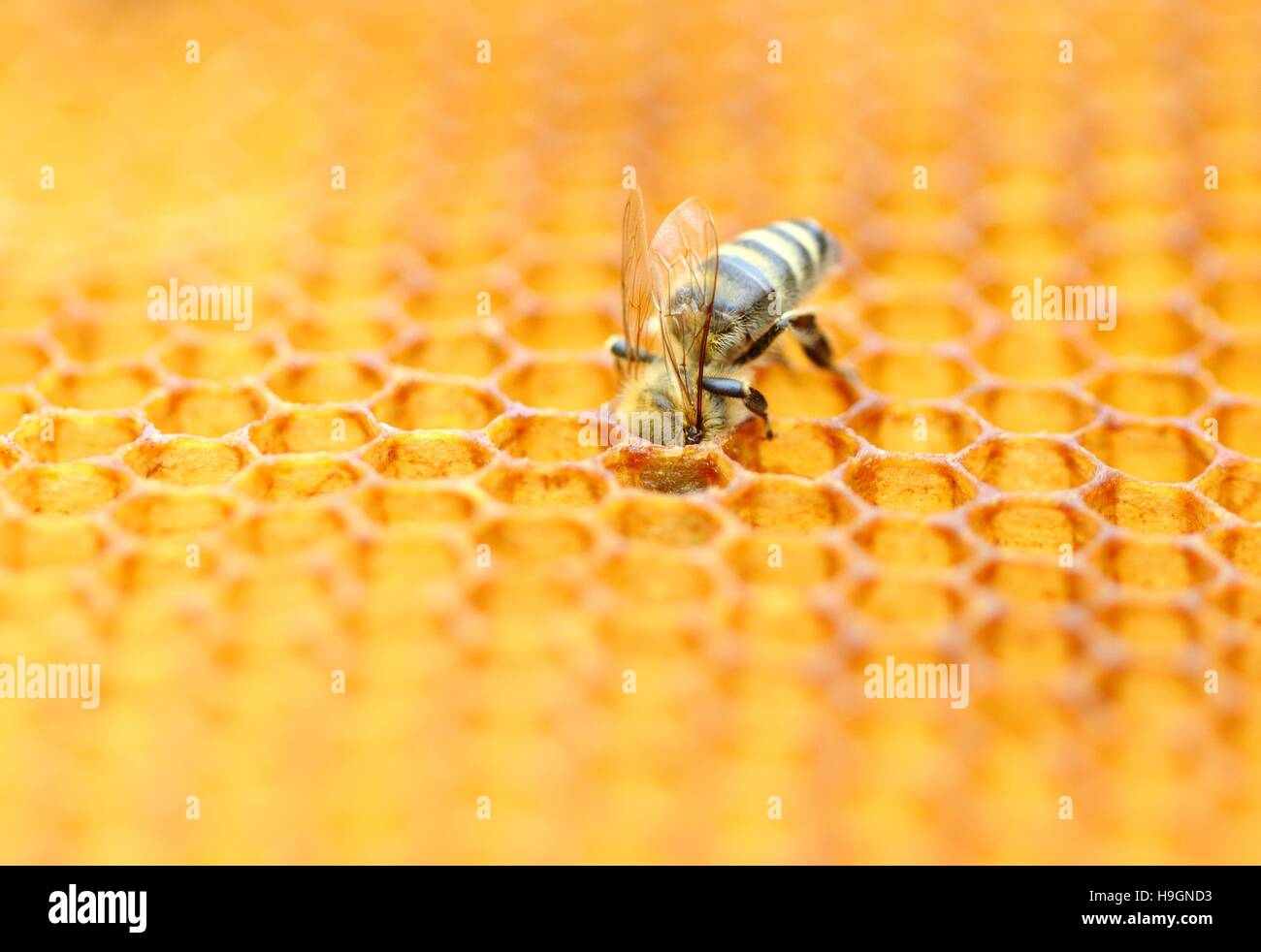Worker bee hi-res stock photography and images - Alamy