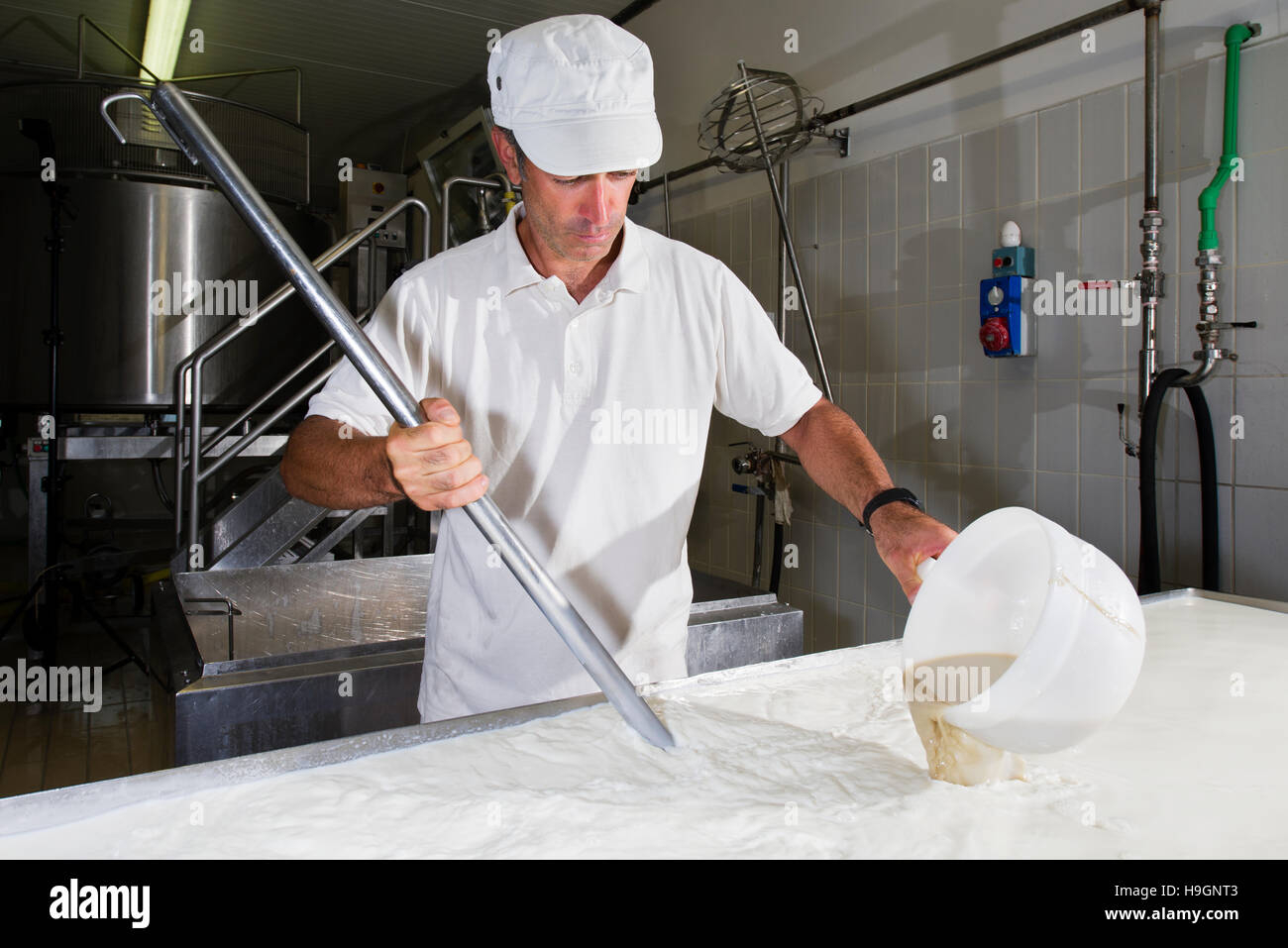 Cheesemaker pours in a large tank full of milk steel Stock Photo