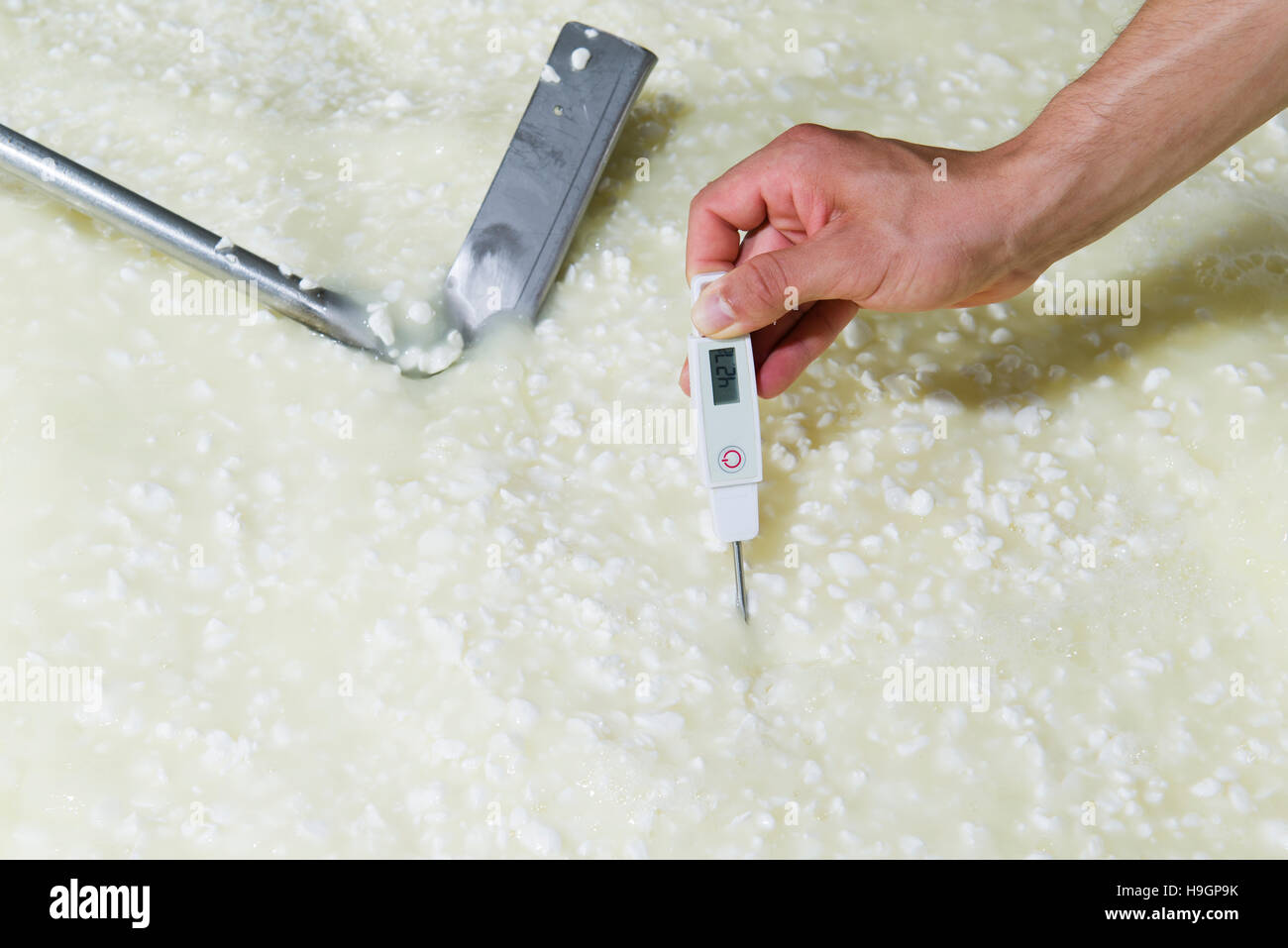 Cheesemaker measuring temperature with thermometer in a large steel tank full of milk Stock Photo