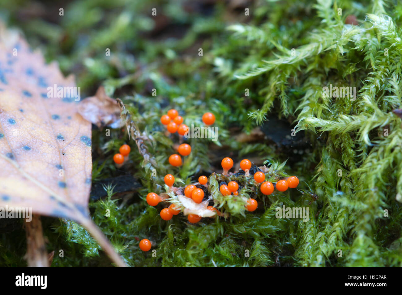 Mushrooms (slime mould Trichia decipiens )  on an old stump Stock Photo