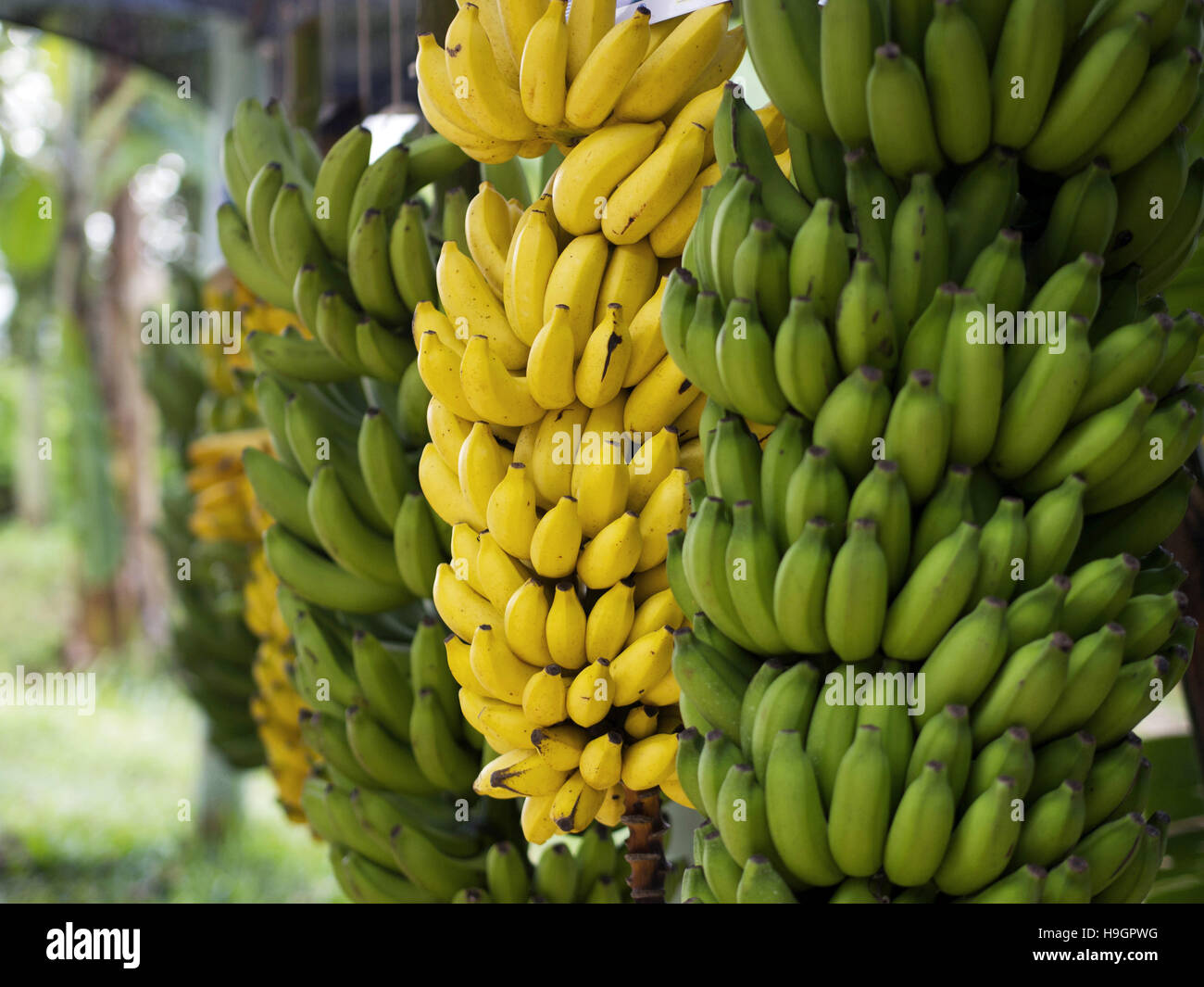 Banana in the bunch Stock Photo Alamy