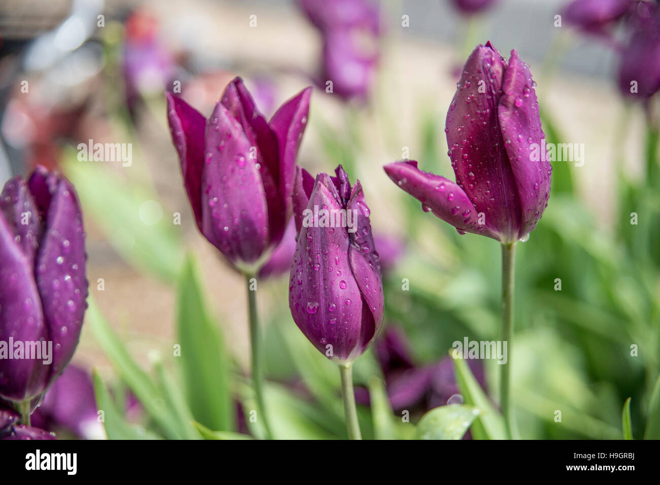 Dark dutch violet tulips with drops of morning dew on a blurred background. Stock Photo