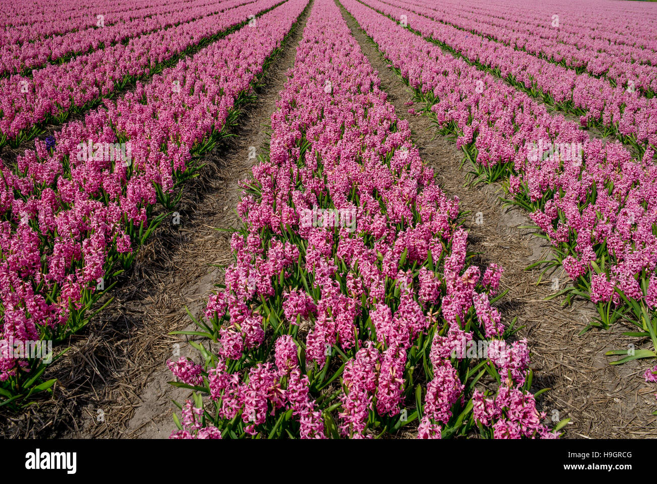 Straight rows of pink blooming hyacinths merging on the horizon . Dutch countryside. Stock Photo