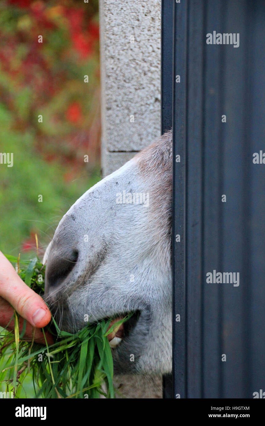 Mule with white nose hi-res stock photography and images - Alamy