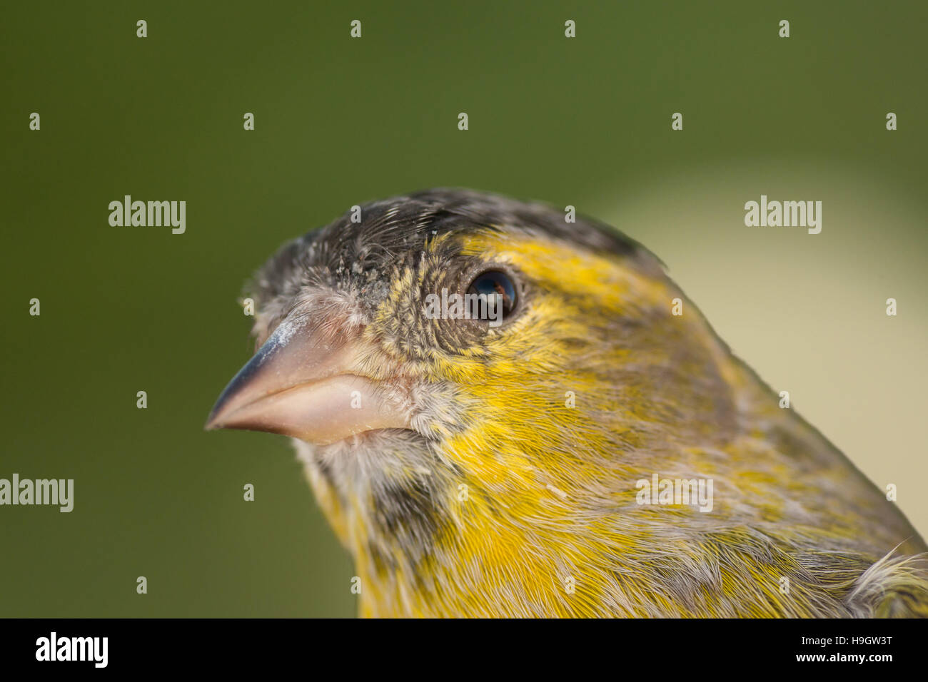 Beautiful yellow and grey canary with a nice plumage Stock Photo