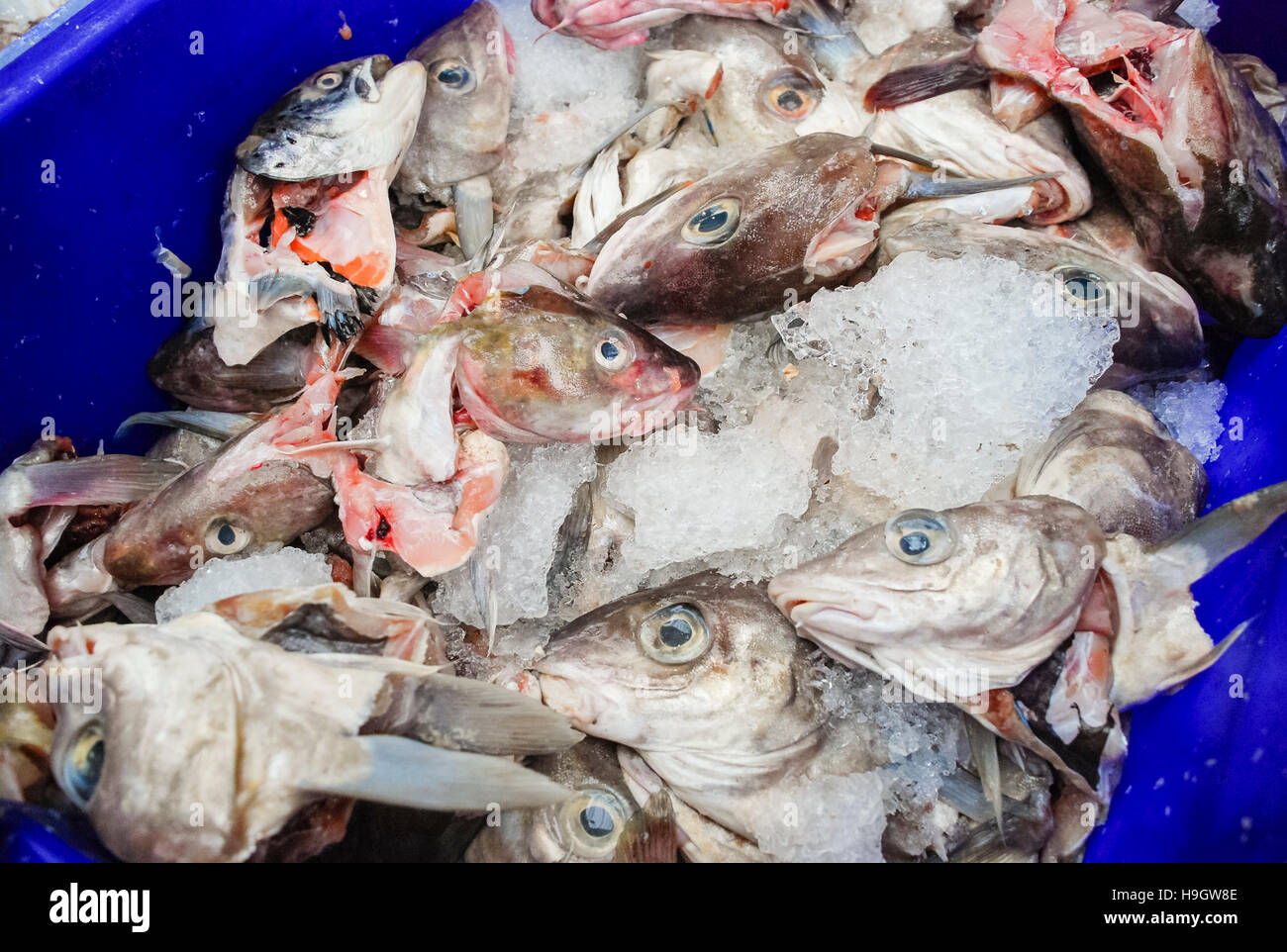 Bucket full of cod fish heads at a fishmonger Stock Photo