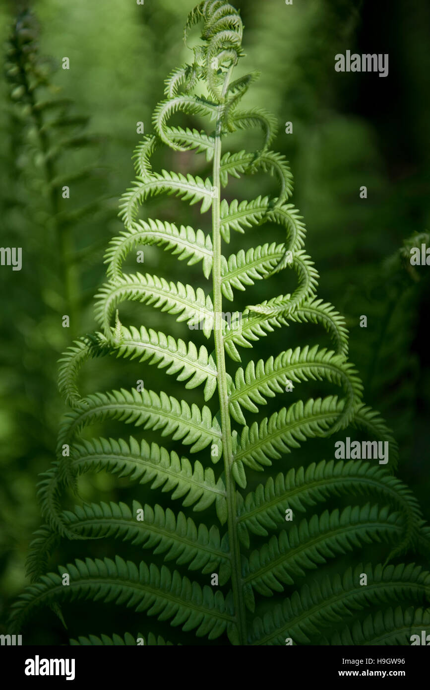 Perfect light falls on a fern frond Stock Photo