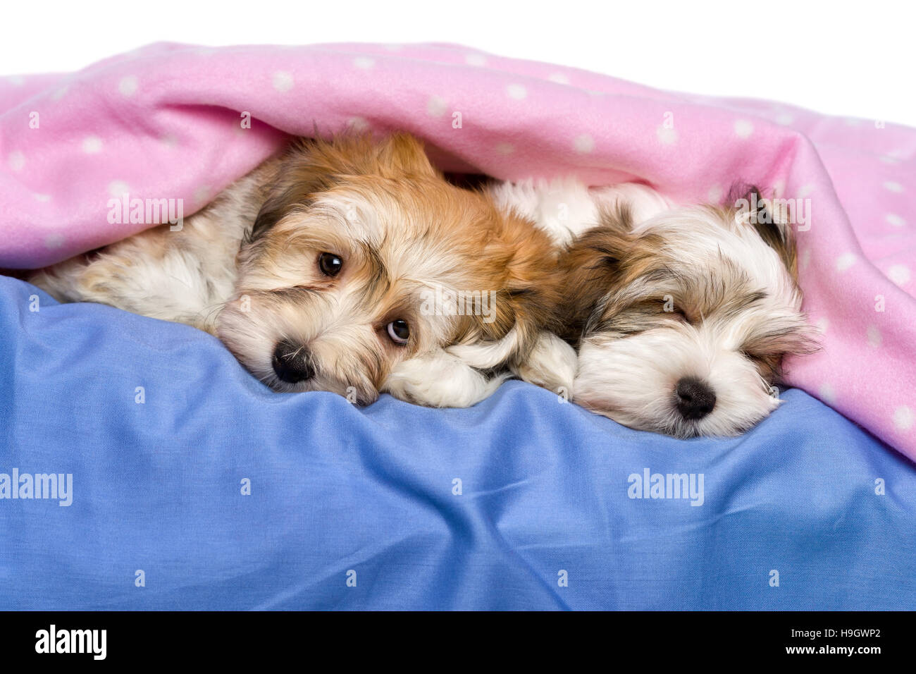 Two cute little Havanese puppies are lying and sleeping on a bed under a pink blanket Stock Photo