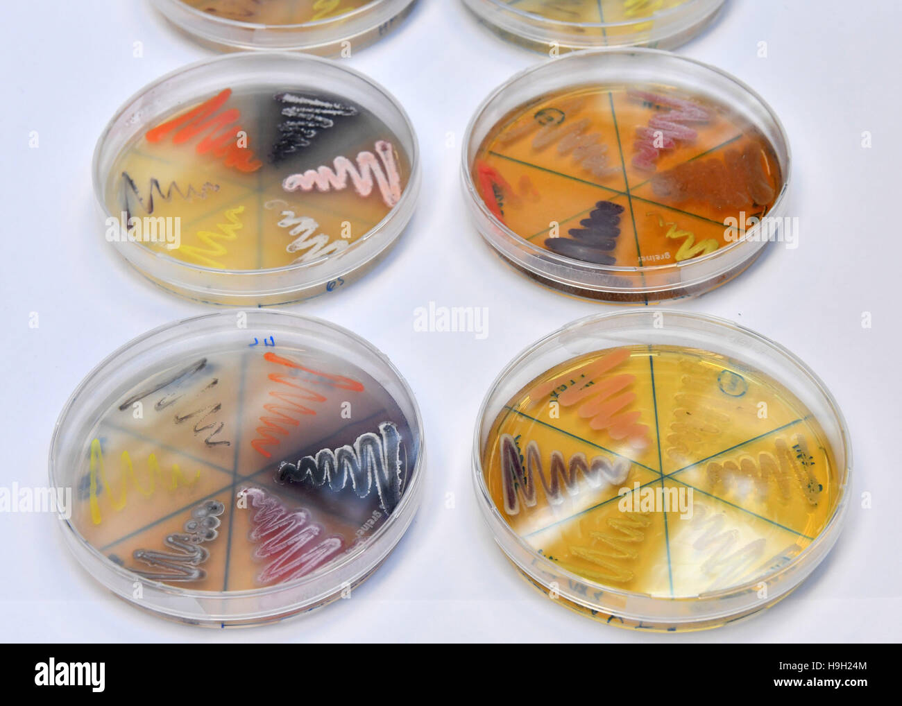 Jena, Germany. 23rd Nov, 2016. Microorganismas on various nutrient mediums pictured during a visit by German President Gauck to the Leibniz Institute for Natural Product Research and Infection Biology in Jena, Germany, 23 November 2016. Photo: Martin Schutt/dpa-Zentralbild/dpa/Alamy Live News Stock Photo