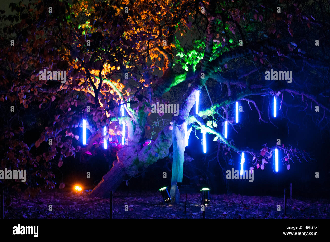 London, UK. 22nd Nov, 2016. A light installation at Kew Gardens. More than 60,000 lights light up the trees, plants and gardens as part of Christmas at Kew.  The trail is more than a mile long and includes artworks from both UK and international artists and designers. The show opens 23rd November 2016 and closes 2nd January 2017. Credit:  Tricia de Courcy Ling/Alamy Live News Stock Photo