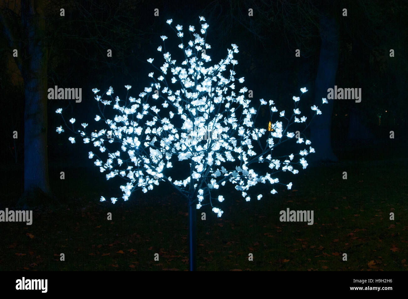 London, UK. 22nd Nov, 2016. An illuminated tree at Christmas at Kew, London. More than 60,000 lights light up the trees, plants and gardens. The trail is more than a mile long and includes artworks from both UK and international artists and designers. The show opens 23rd November 2016 and closes 2nd January 2017. Credit:  Tricia de Courcy Ling/Alamy Live News Stock Photo