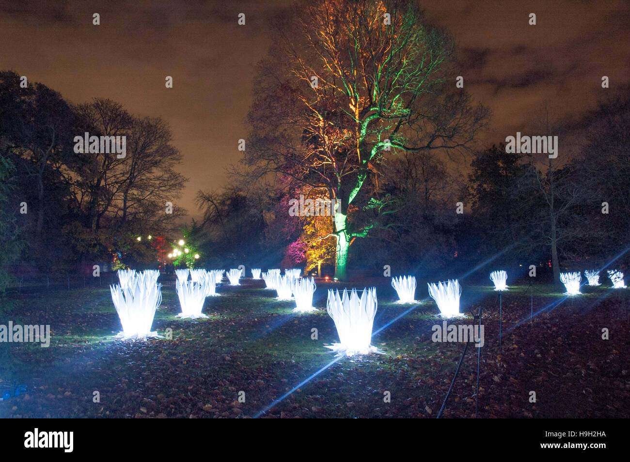 London, UK. 22nd Nov, 2016. Noctiflors, giant sculptural light installations at Christmas at Kew light trail.  More than 60,000 lights light up the trees, plants and gardens. The trail is more than a mile long and includes artworks from both UK and international artists and designers. The show opens 23rd November 2016 and closes 2nd January 2017. Credit:  Tricia de Courcy Ling/Alamy Live News Stock Photo