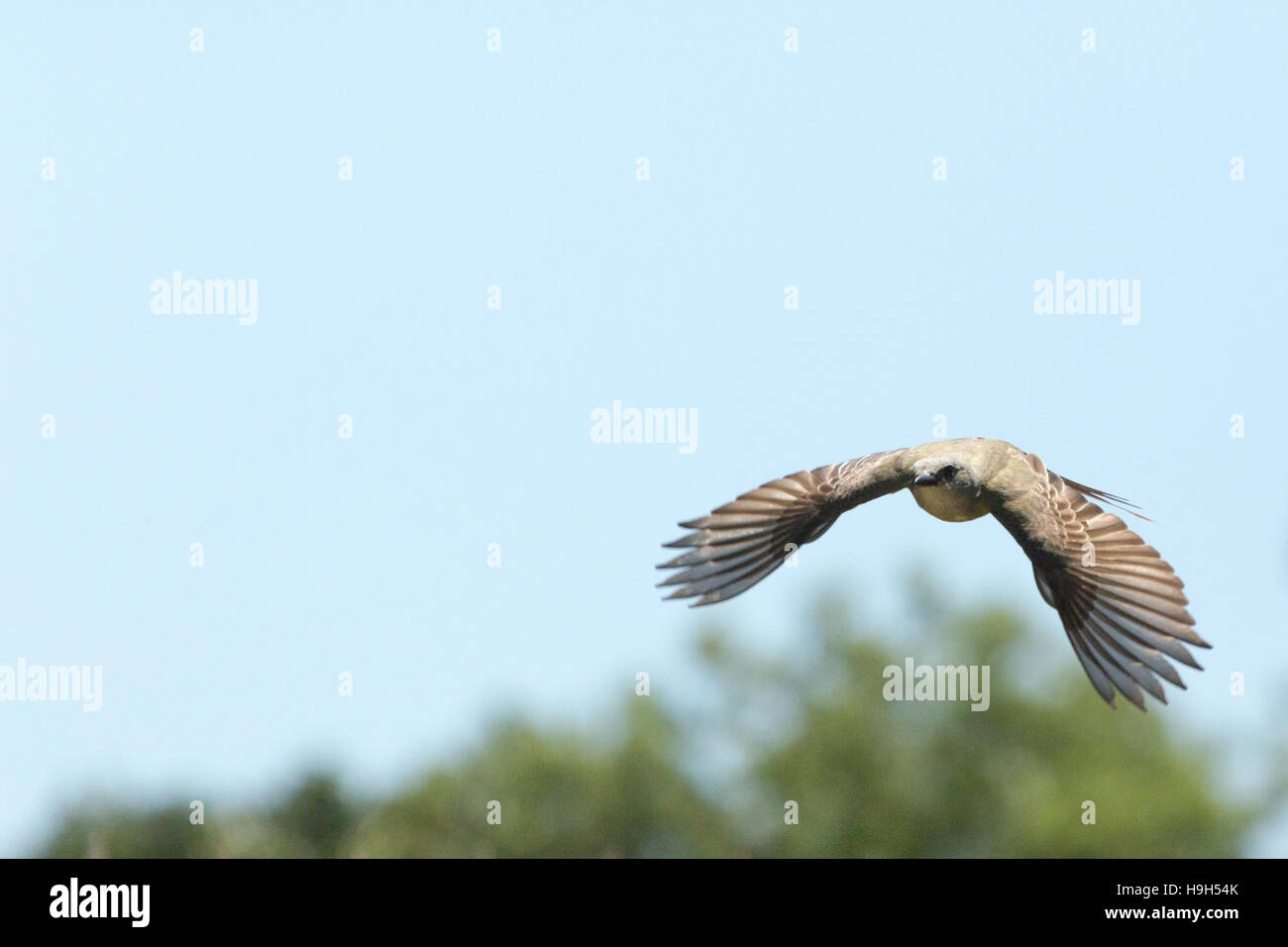 Asuncion, Paraguay. 23rd November, 2016. A tropical kingbird (Tyrannus melancholicus) flies through the air, is seen during sunny day in Asuncion, Paraguay. Credit: Andre M. Chang/Alamy Live News Stock Photo