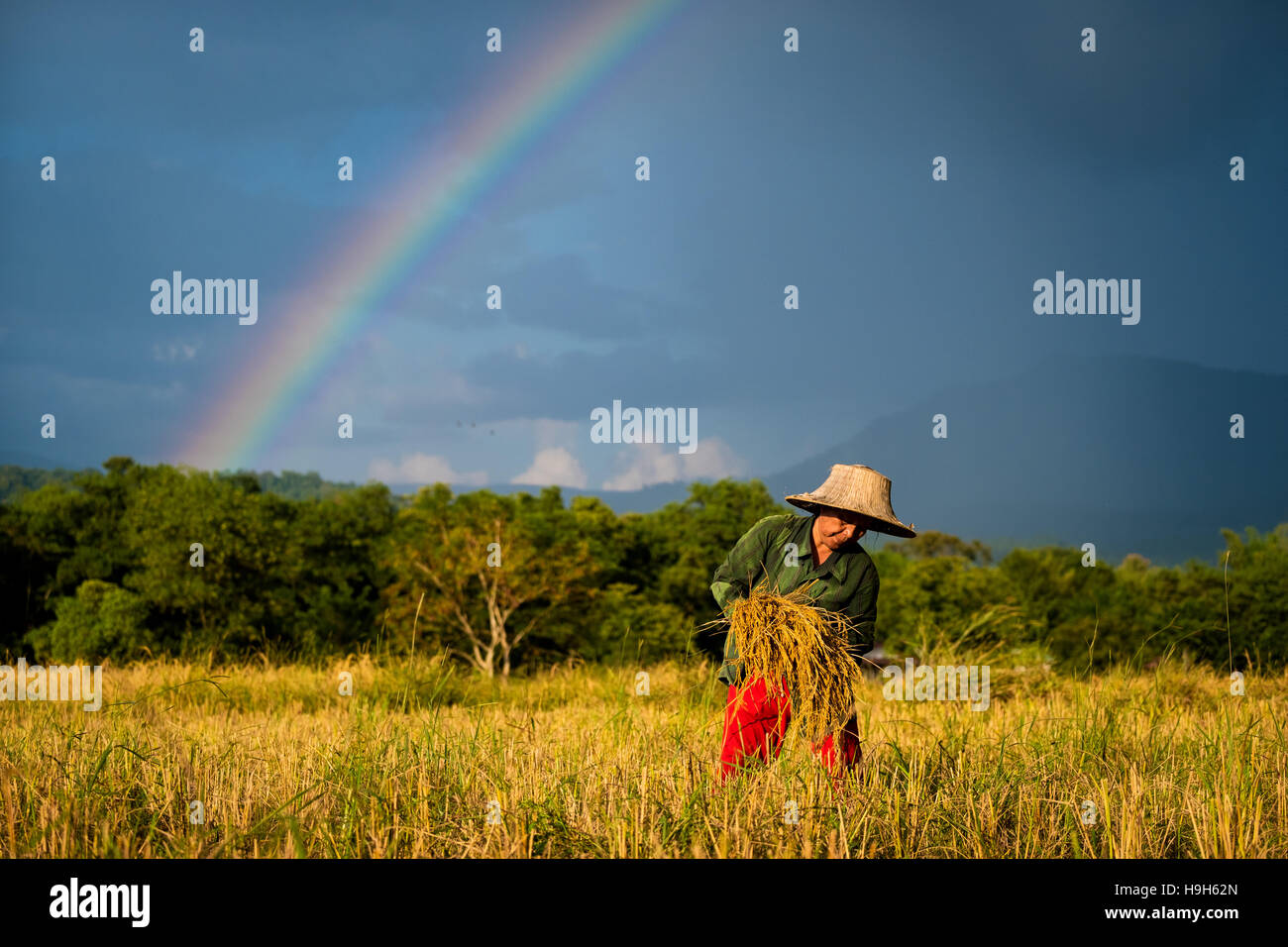 Nakhon Nayok, Thailand. 23rd Nov, 2016. A rainbow of hope appears as rice prices are at a 13 month low, creating hardships for Thailand's rice farmers. Credit:  Lee Craker/Alamy Live News Stock Photo