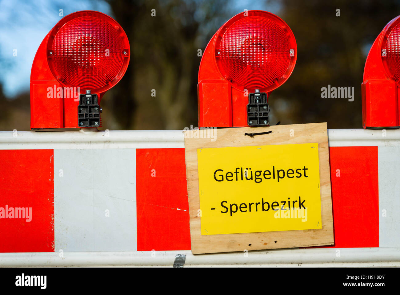 Barssel, Germany. 24th Nov, 2016. A sign on a barrier put up because of avian flu reads 'avian flue - restricted area' near Barssel, Germany, 24 November 2016. More animals have been killed around the operation in Barssel that has been hit with the avian flu pathogen H5n8. Photo: Thorsten Helmerichs/dpa/Alamy Live News Stock Photo
