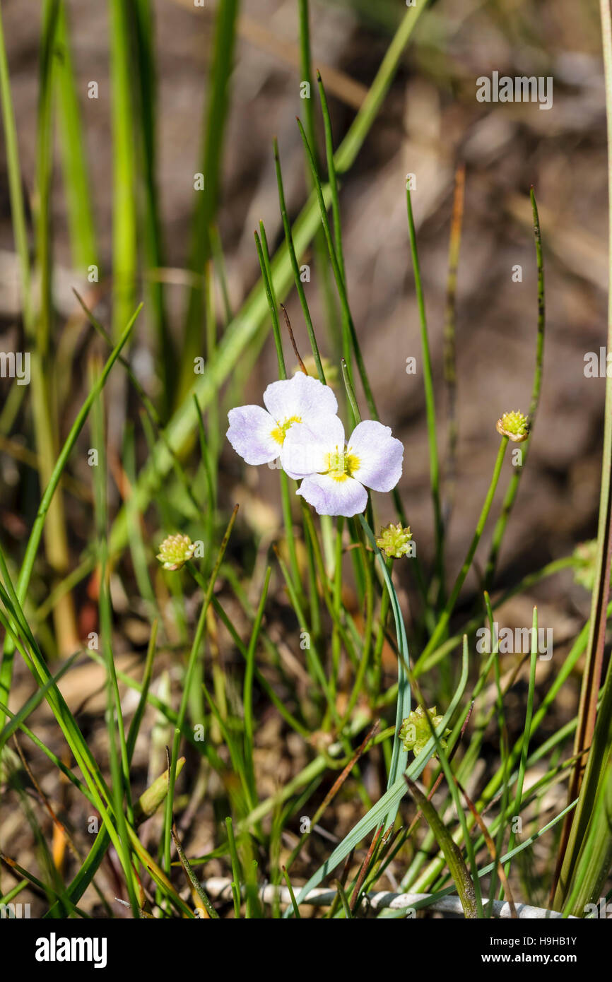 Lesser Water plantain Baldellia ranunculoides growing on Anglesey North Wales Stock Photo