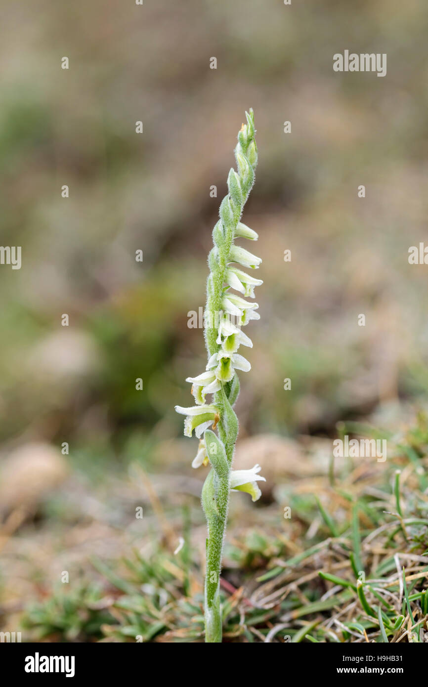 Autumn Lady's Tresses Spiranthes spiralis growing on the Great Orme Llandudno in North Wales Stock Photo