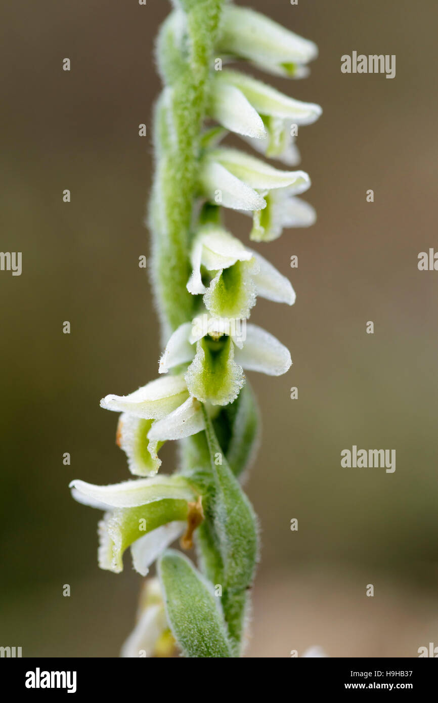 Autumn Lady's Tresses Spiranthes spiralis growing on the Great Orme Llandudno in North Wales Stock Photo