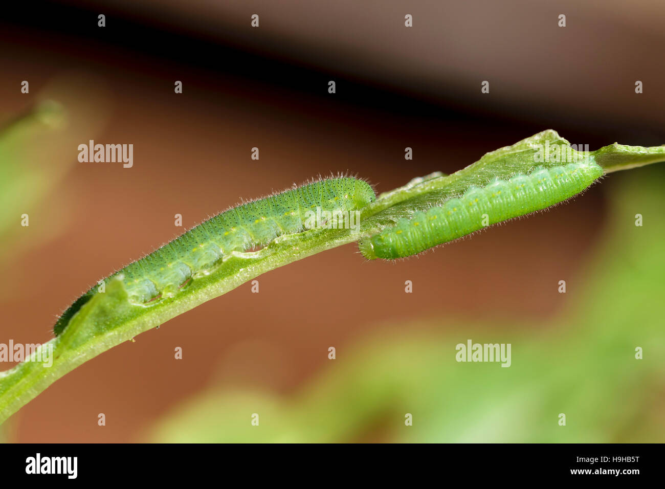 Small White butterfly caterpillar Pieris rapae feeding on Charlock