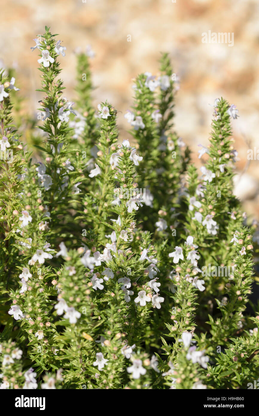 Winter savory Satureia montana a perennial herb Stock Photo