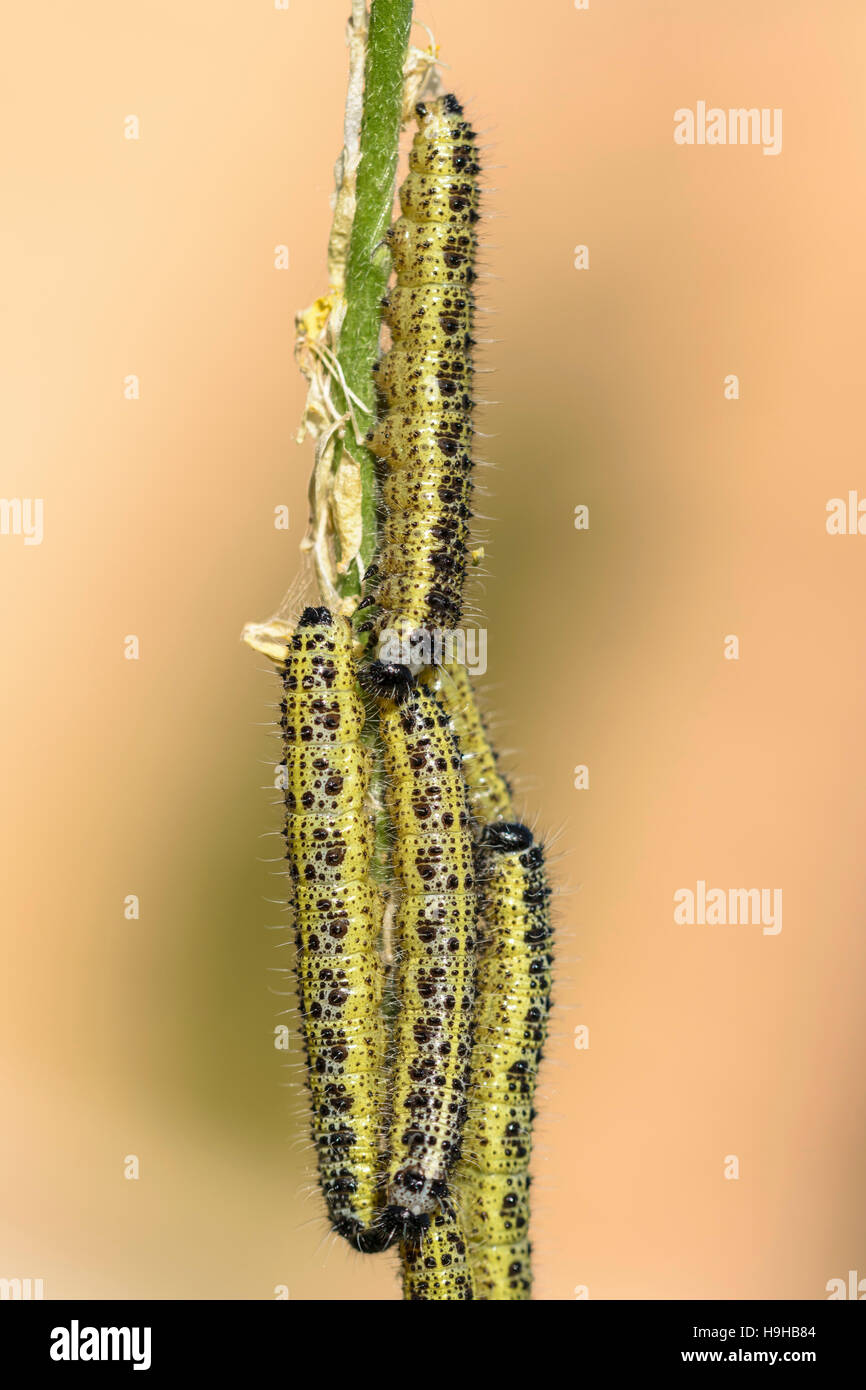 Large White butterfly caterpillar Pieris brassicae feeding on Charlock
