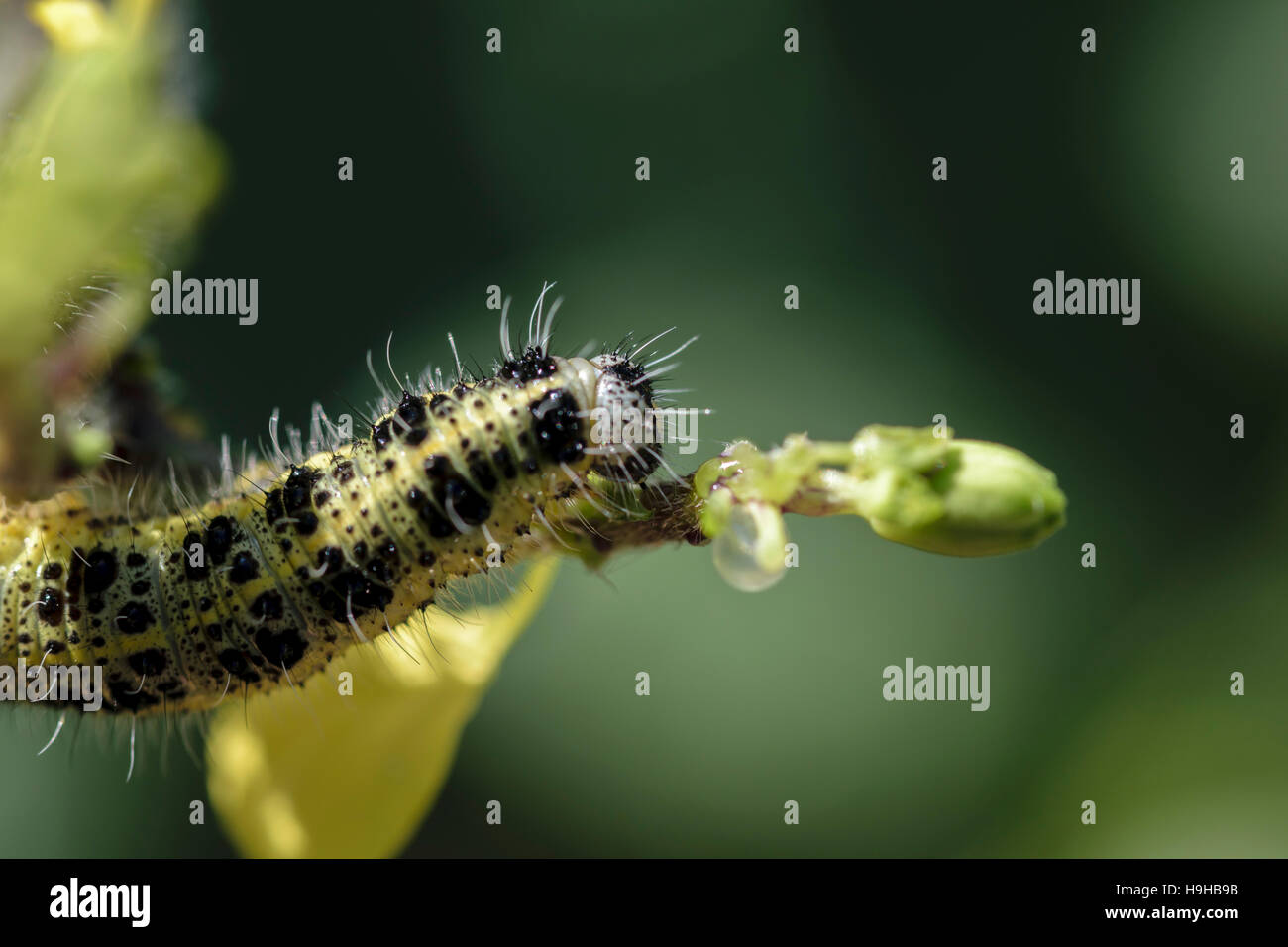 Large White butterfly caterpillar Pieris brassicae feeding on Charlock