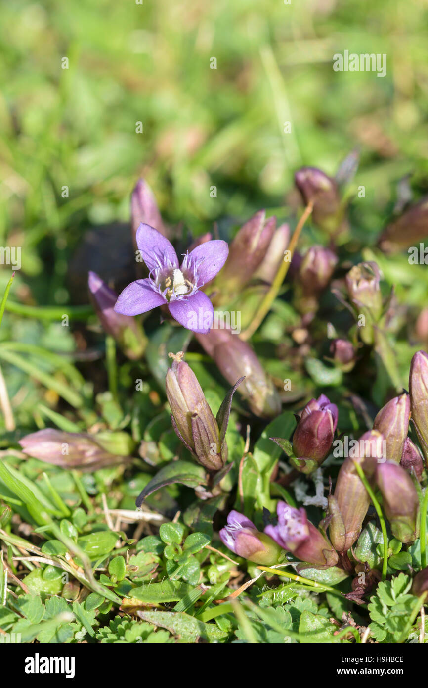 Close up of the wild flower Field gentian Gentianella campestris Stock Photo