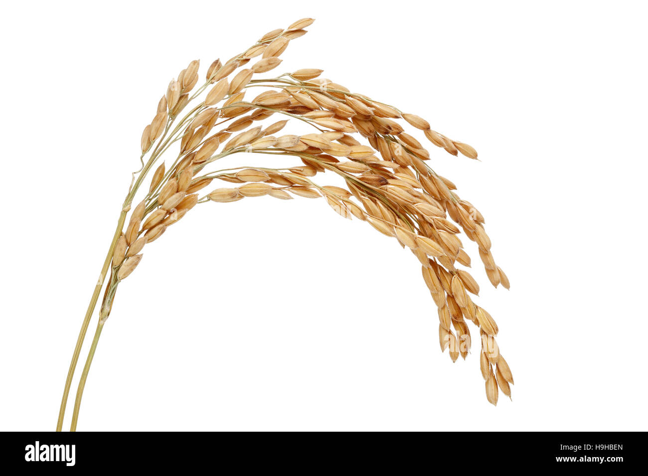 Paddy rice seed. Isolated on a white background Stock Photo