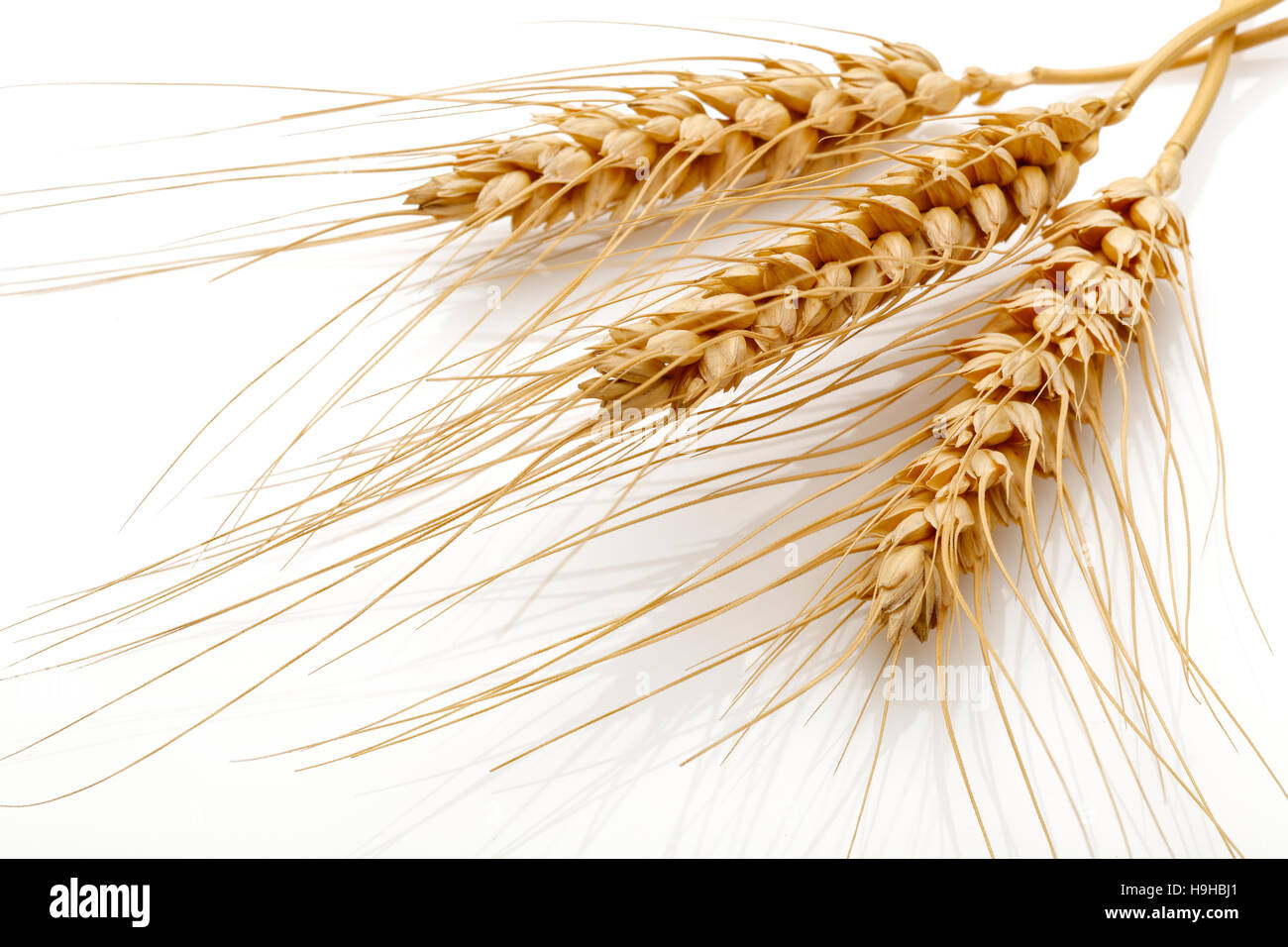 Wheat seed heads isolated on white background Stock Photo