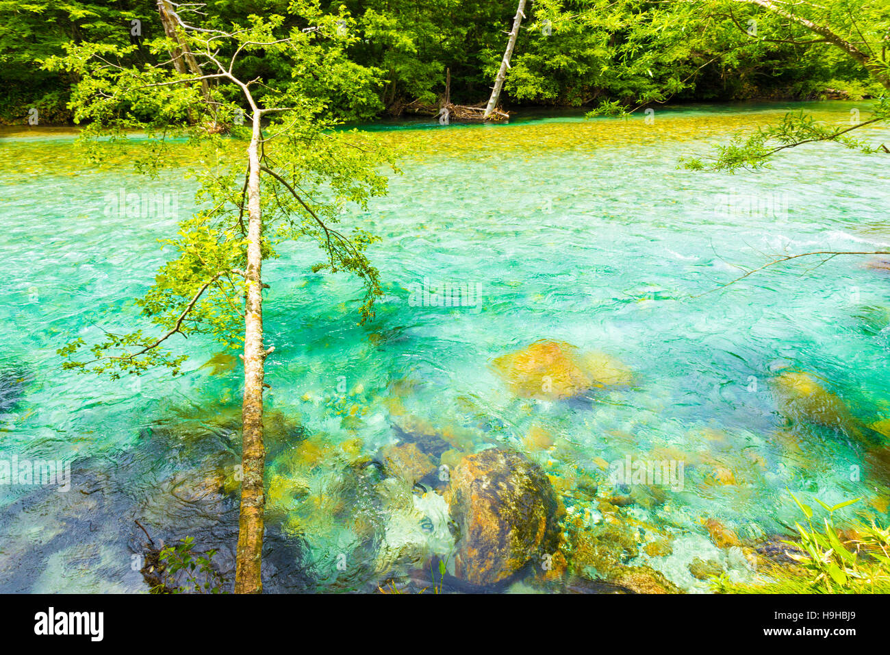 Pristine, turquoise water of the crystal clear Azusa River flows through unmolested forest in Japanese Alps town of Kamikochi Stock Photo