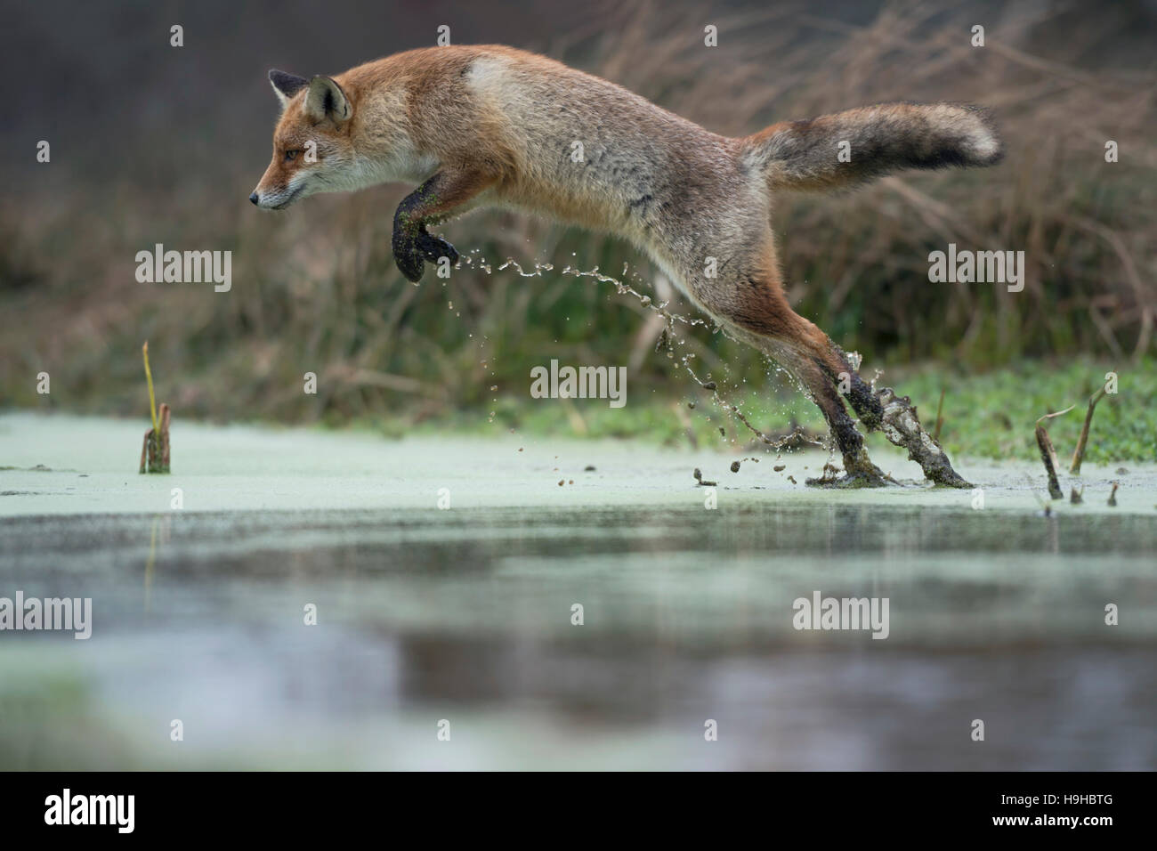 Red Fox / Rotfuchs ( Vulpes vulpes ), adult in winter fur, jumping over a little creek in a swamp, taken from a low point of view. Stock Photo