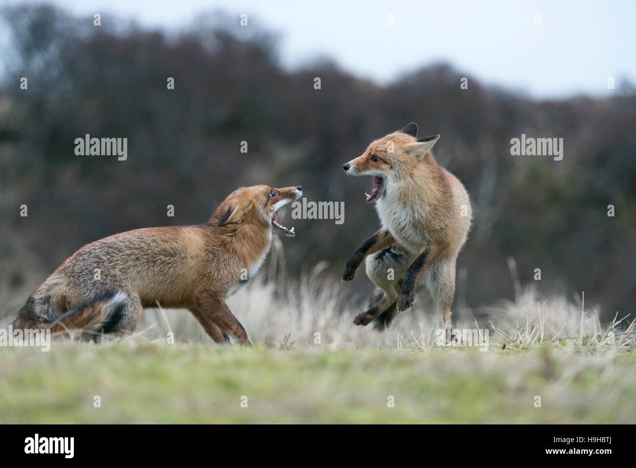 Red Foxes ( Vulpes vulpes ) in aggressive fight, fighting, threatening with wide open jaws, attacking each other, while rut. Stock Photo