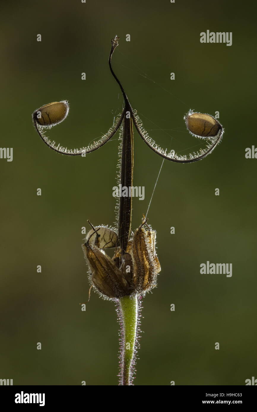 Meadow Cranesbill, Geranium sylvaticum fruit and seed, late summer. Stock Photo