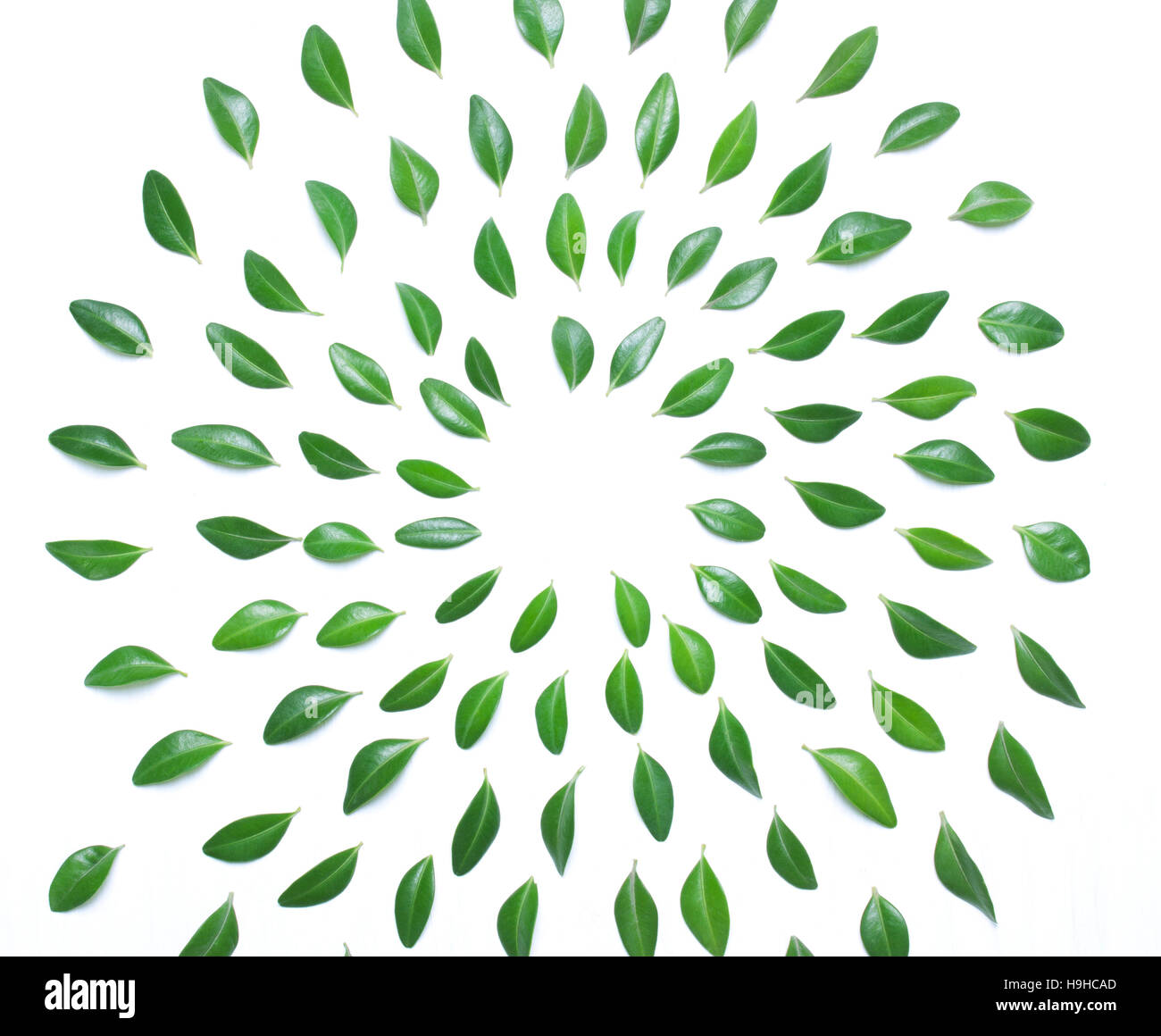 The spiral design of green leaves on a white background, top view, flat Stock Photo