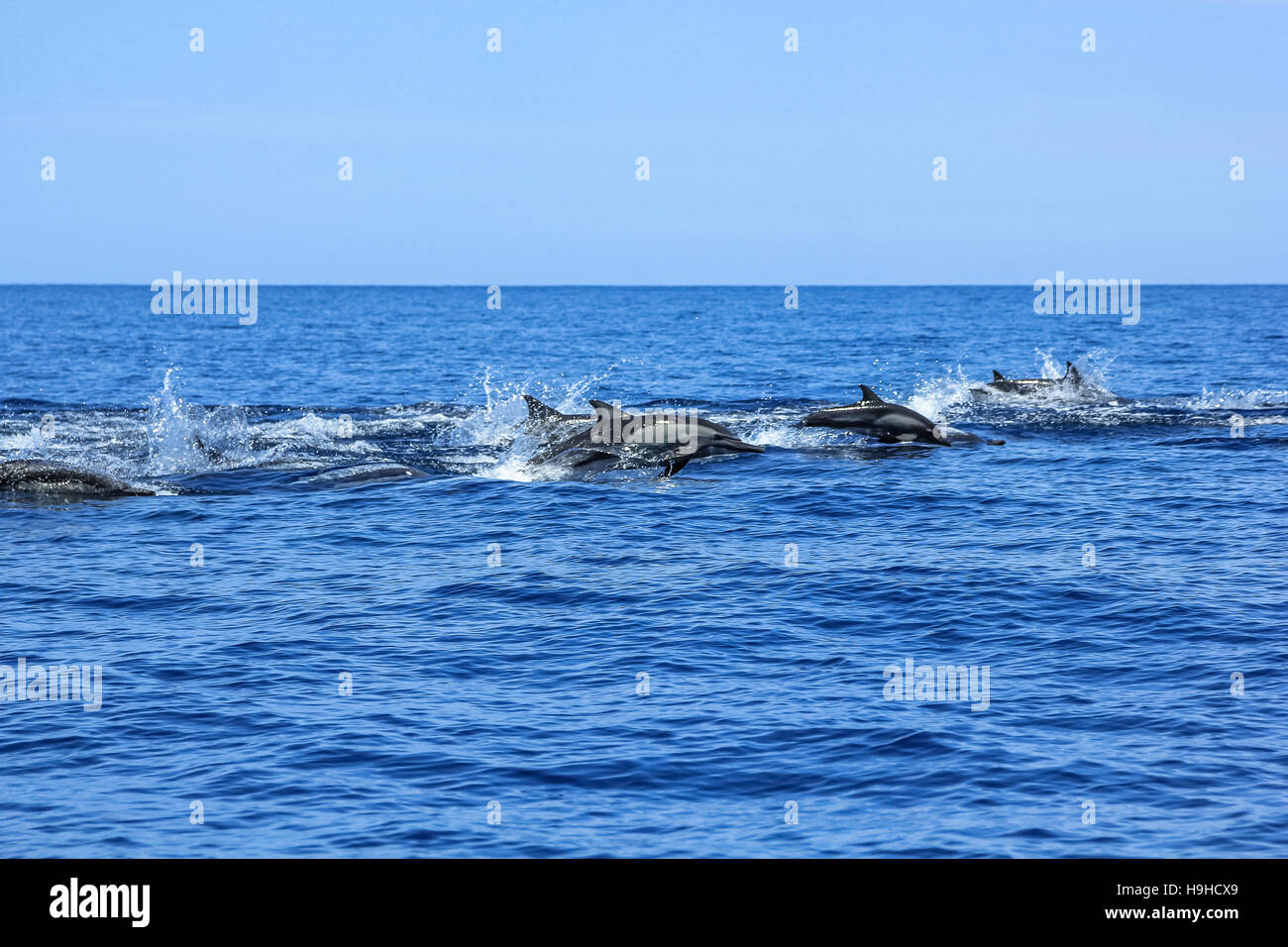 Dolphins jumping Mexico Stock Photo Alamy