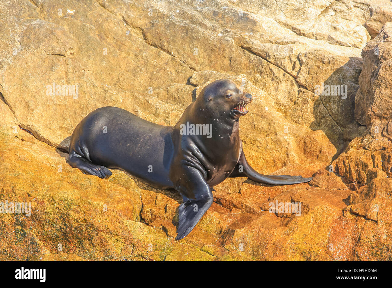 California Sea Lion Stock Photo